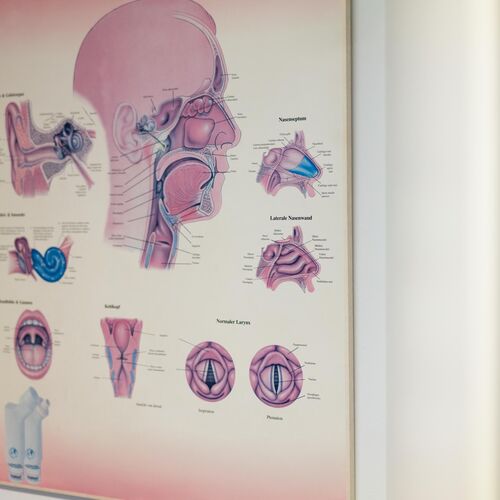 Medizinisch-schematische Darstellung vom menschlichen Hals-, Nasen- und Ohrenbereich